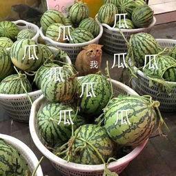 娱乐吃瓜酱玉麒麟,娱乐吃瓜界的风云人物